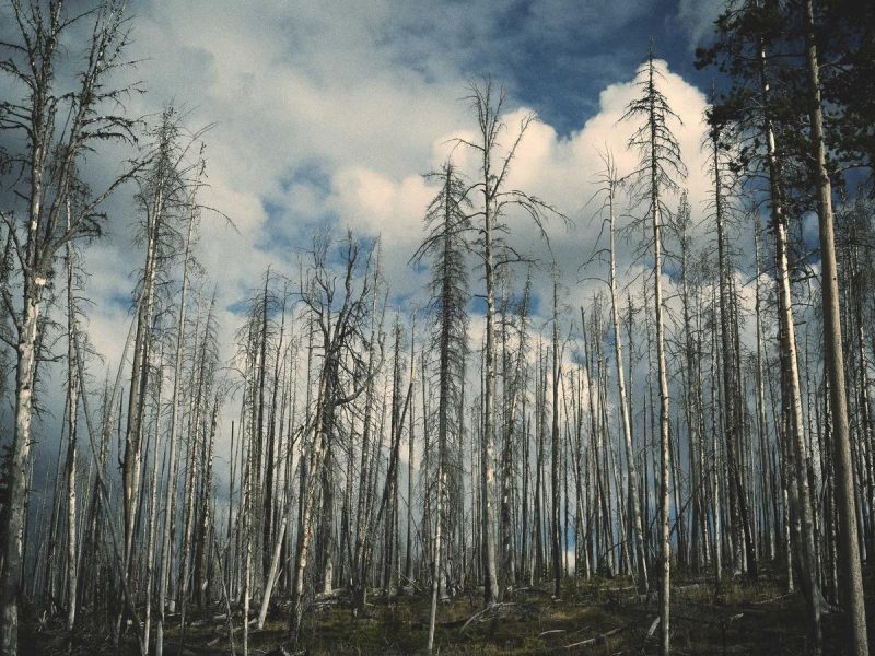 운림산방의 새벽