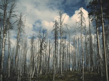 운림산방의 새벽